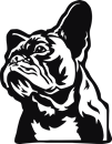 Fransk Bulldog