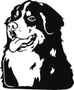 Bernese Mountain Dog