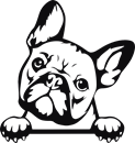Fransk bulldog